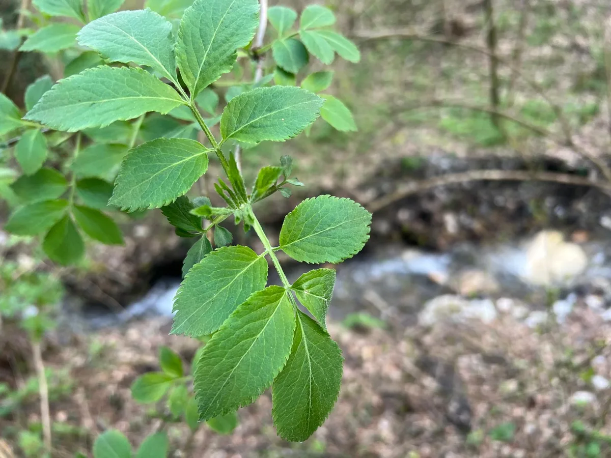 Elderflower season 2026 — the elder awakens