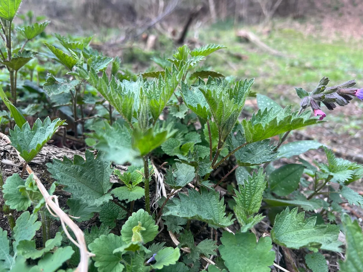 Young nettle in nature