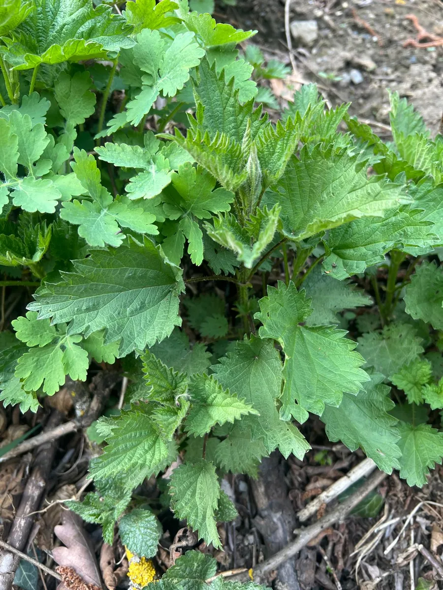 Nettle in nature — young spring shoots