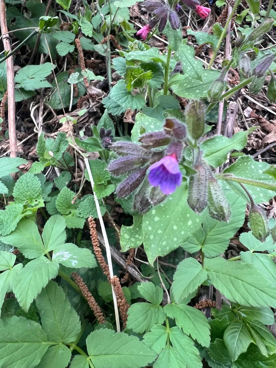 Young nettle in spring