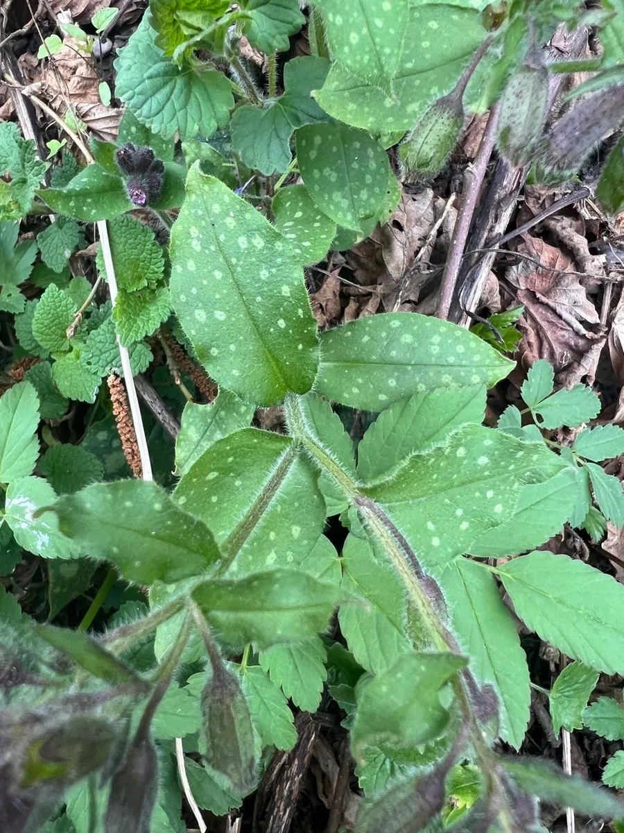 Lungwort (Pulmonaria officinalis) — spotted leaves, purple flowers