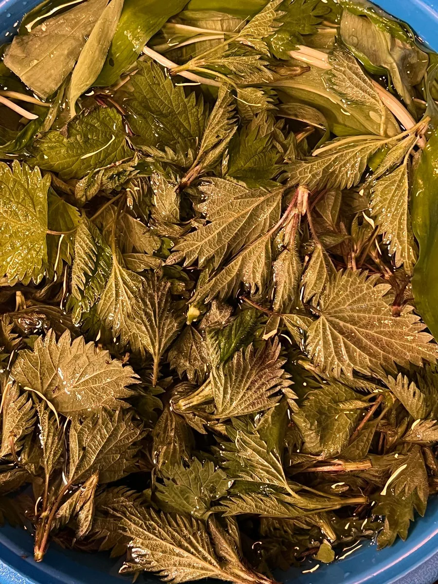Nettle and wild garlic in a bowl of water — washing