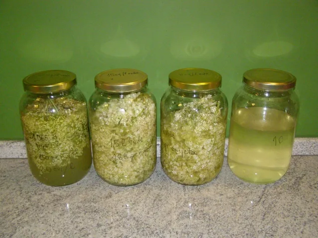 How to make elderflower syrup — the authentic Agropošta recipe