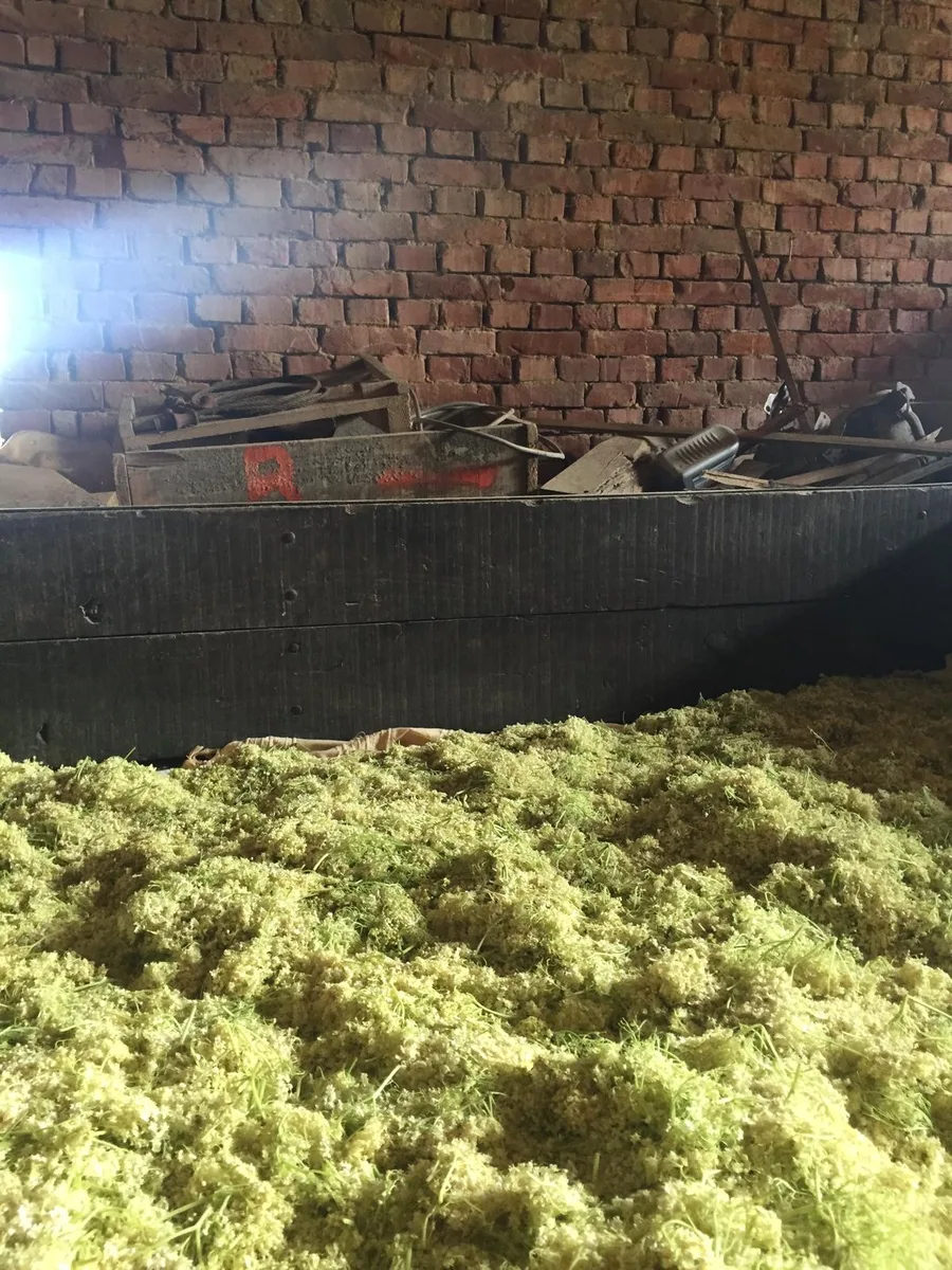Freshly harvested elderflowers ready for maceration — Agropošta