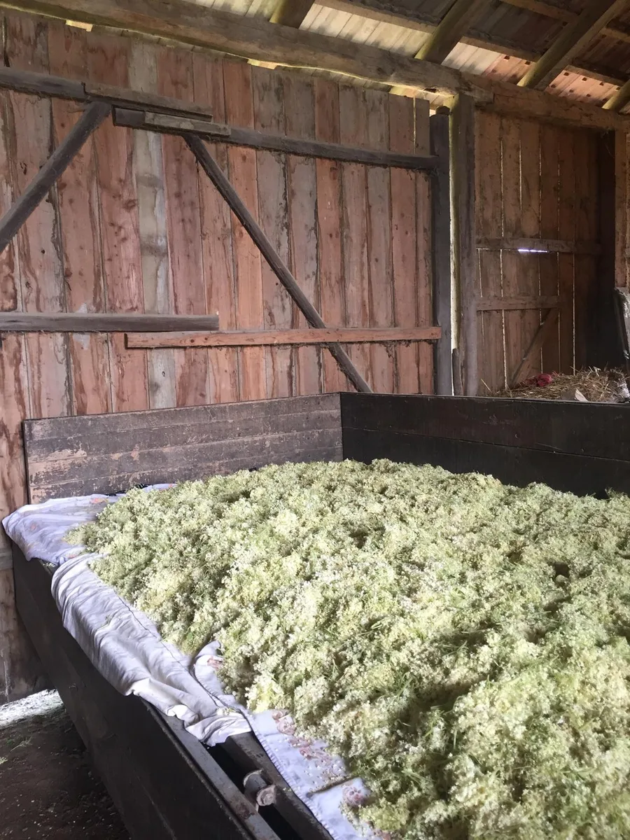 Elderflower harvest in traditional barn — Agropošta