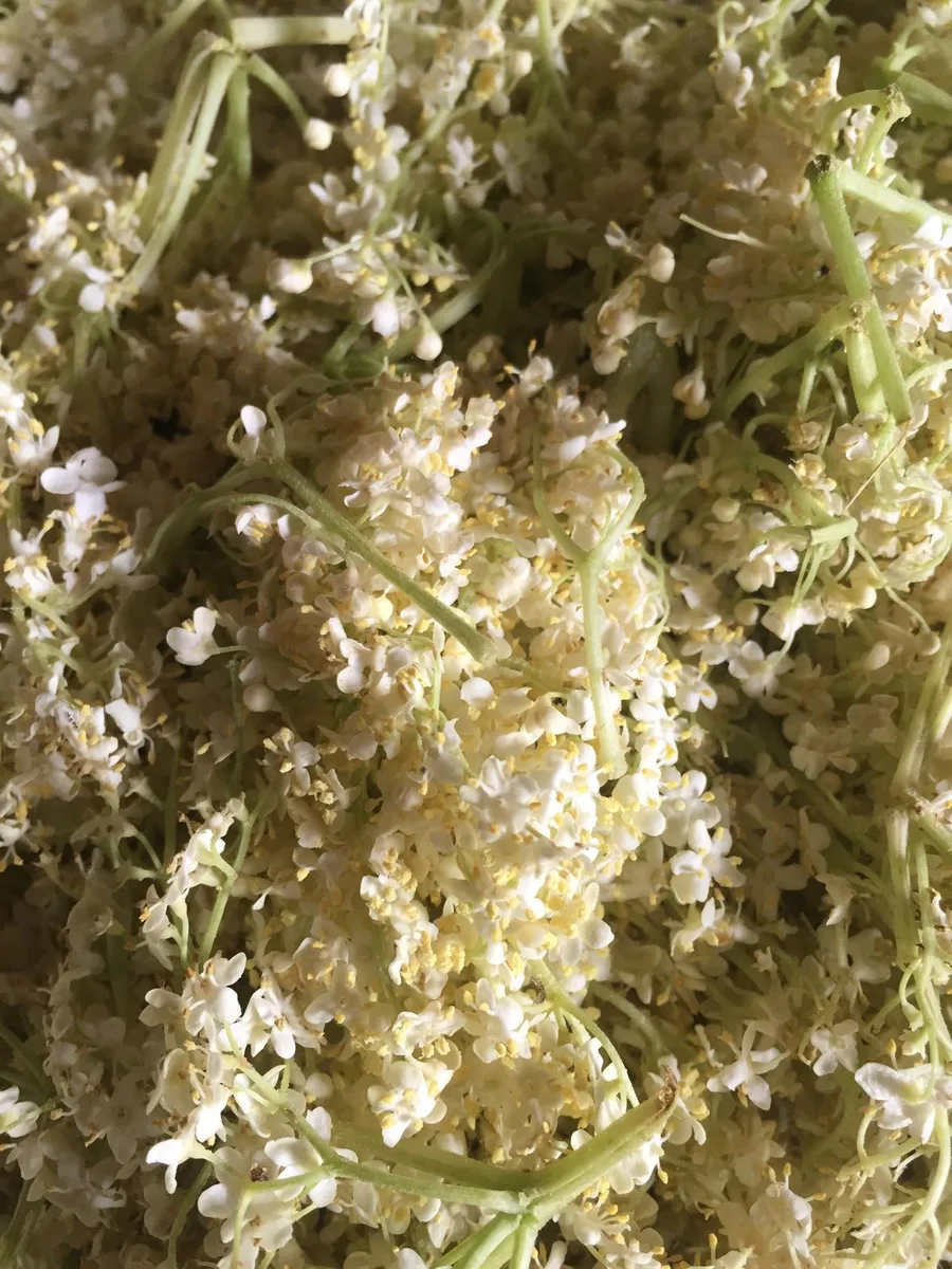 Close-up of fresh elderflowers — Sambucus nigra — Agropošta