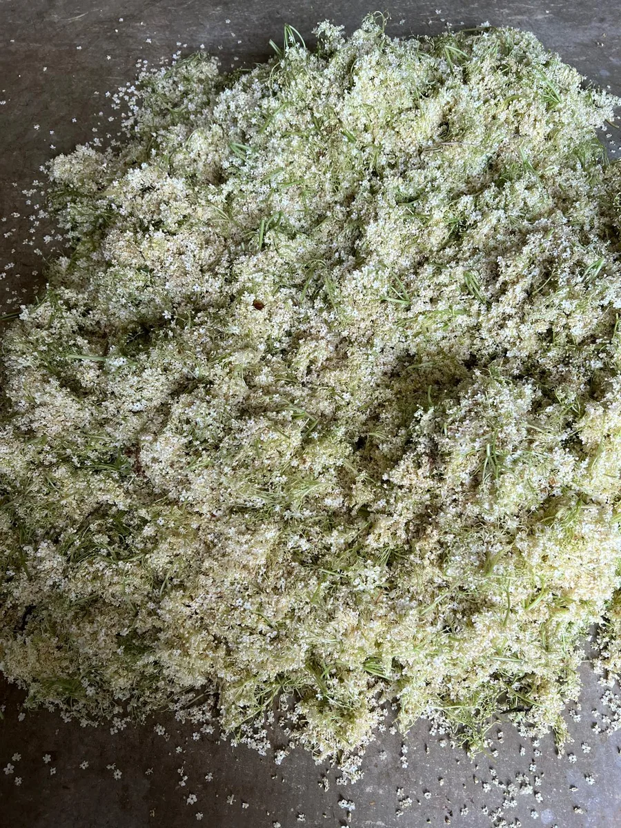 Elderflowers spread on maceration tray — Agropošta traditional method