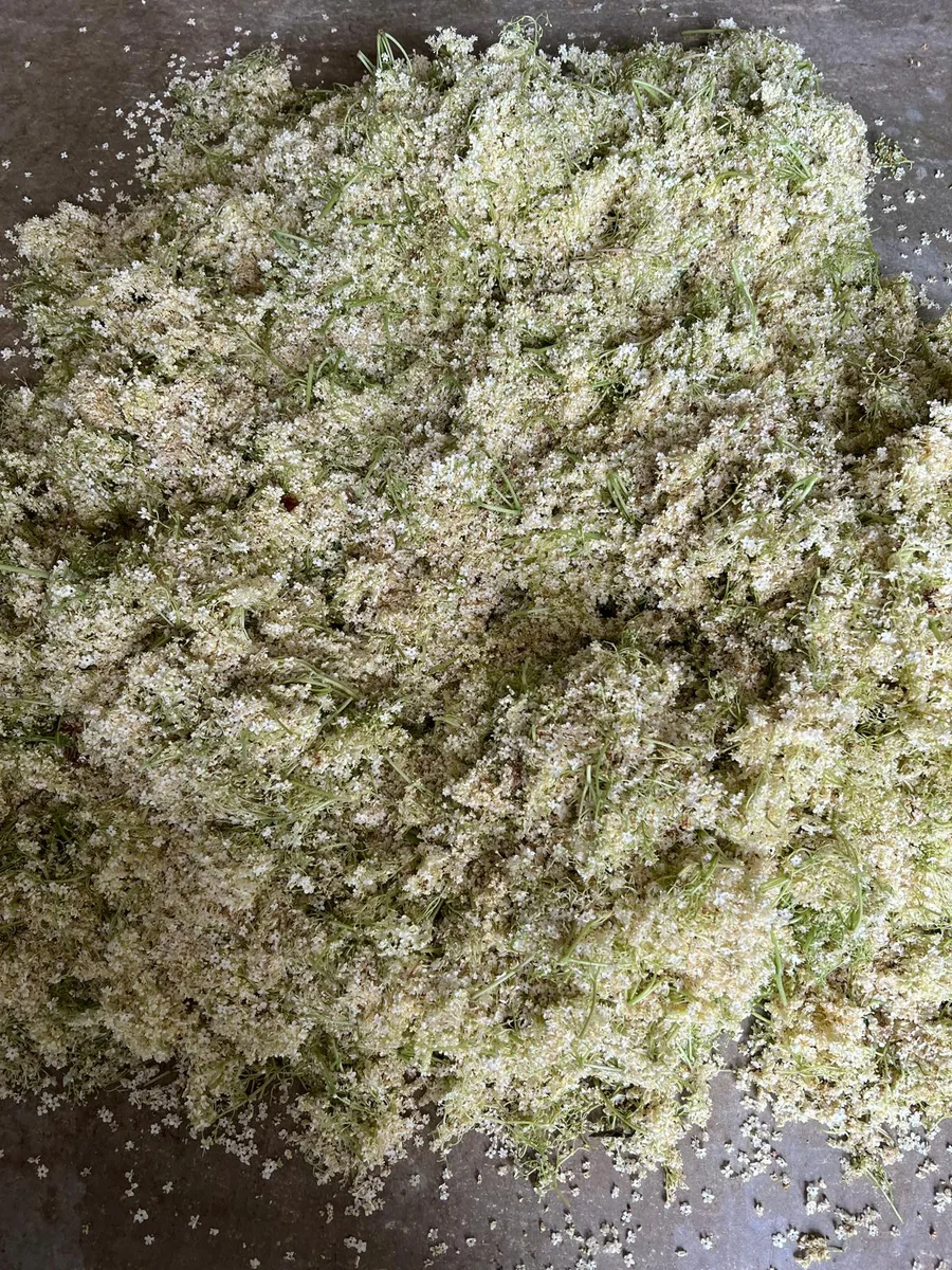 Elderflower maceration tray — Agropošta