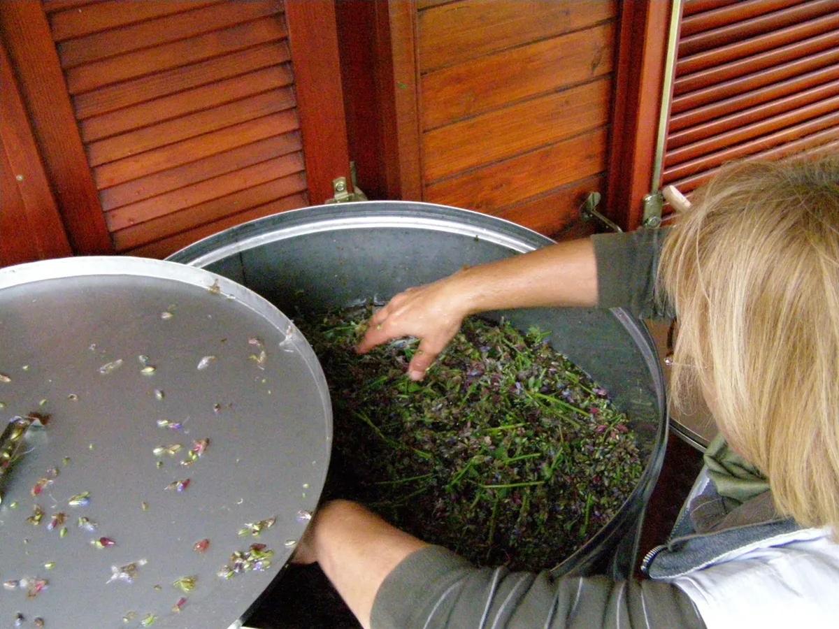 Anka making sage syrup
