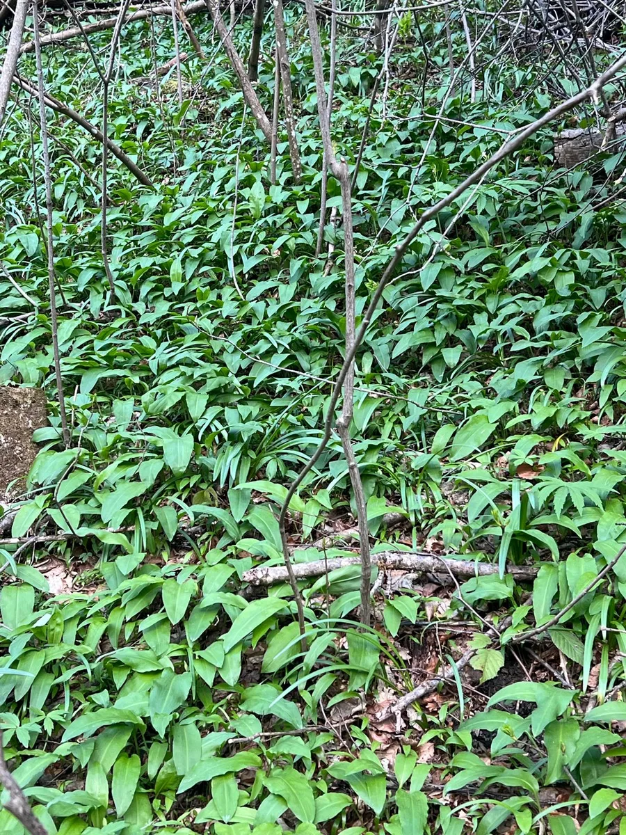 Dense carpet of wild garlic in the forest of Samoborsko Gorje