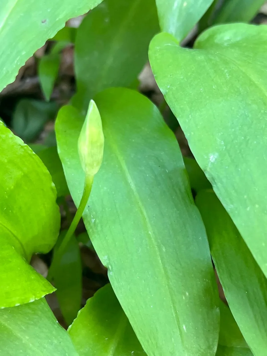 Wild garlic flower buds in Samoborsko Gorje