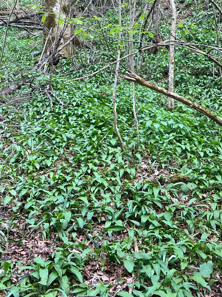 Wild garlic pesto — from Croatian forest to table